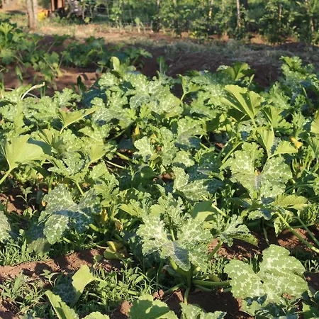 فندق & Les Bergeries D'alata