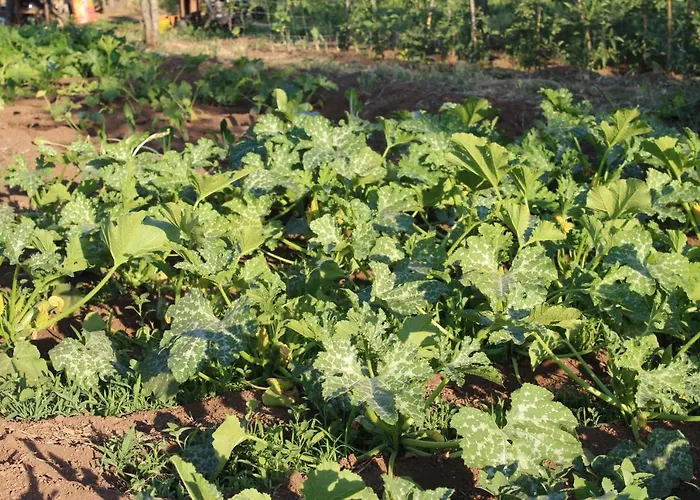 Hotel & Les Bergeries D'alata