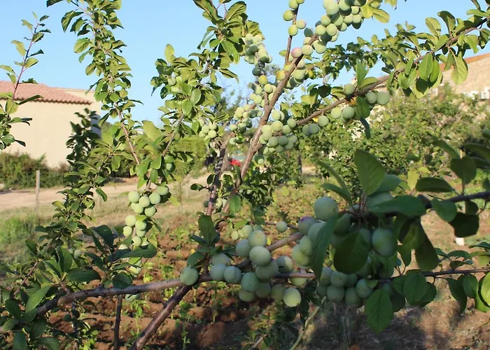 מלון & Les Bergeries D'alata
